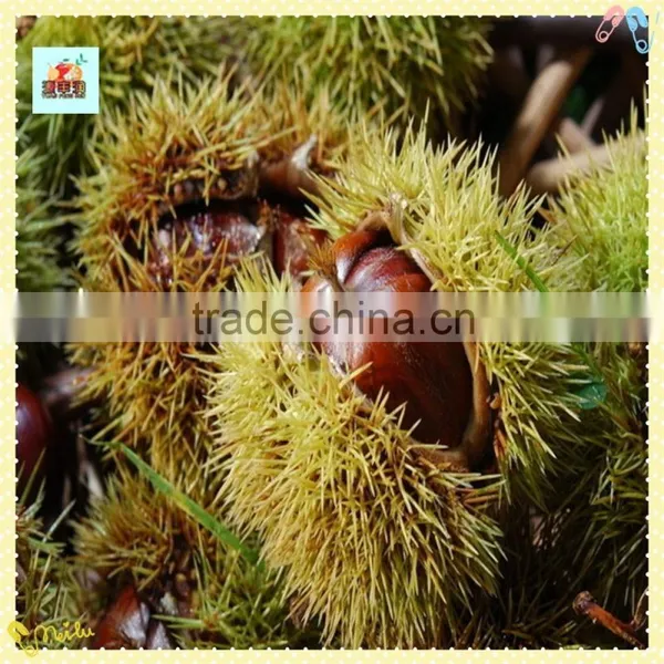 The Best Chinese Chestnuts Species--Fresh Chestnut for Sale photo-2