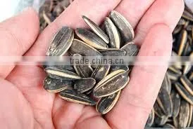 Organic Sunflower Seeds in Shell Chinese Confectionery Sunflower Seeds photo-3
