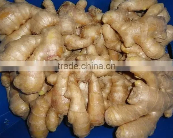 Yellow Color Fresh Ginger photo-3