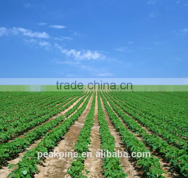 Food Type Functional Soy Protein Concentrate photo-4