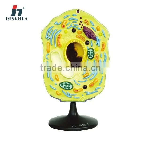 Model of Animal Cell