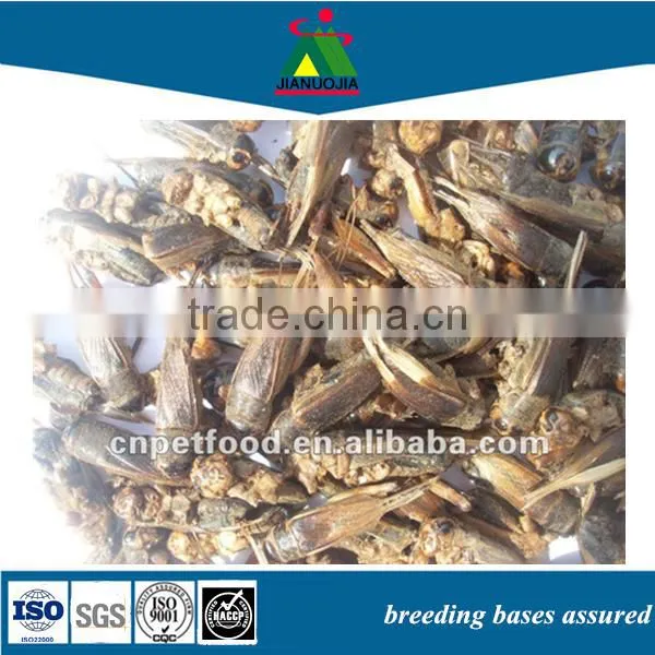 Products Reptile Food Limited Insect Cricket
