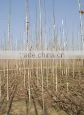 Fiber Reinforced Plastic FRP Stake for Nursery Fruit Trees photo-5