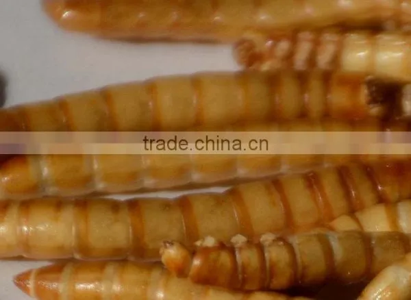 Freeze Dried Mealworm for Backyard Chicken photo-5