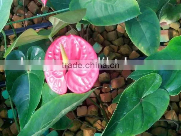 Phenol Resin Floral Foam Soilless Culture Substrates for Anthurium Planting in Greenhouse photo-3