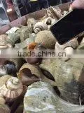 Live Conch