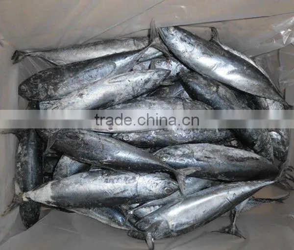 Frozen Bonito Tuna