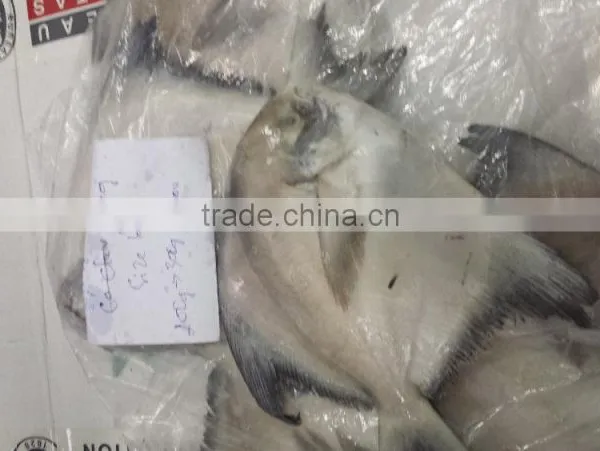 Forzen Silver Pomfret/ Seafish/ Pomfret/ Farm Black Pomfret/ Caught Black Pomfret photo-3