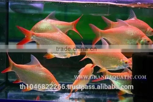 Albino Red Tail Tinfoil Barb Fish / Thailand Tropical Fish Exporter photo-6