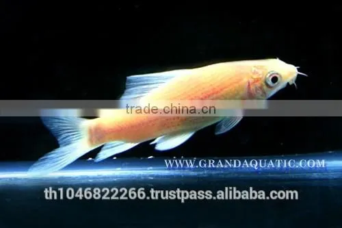 Black Shark Albino Fish Farm For Sale / Aquarium Fish Thailand photo-6