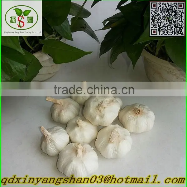 Pure White Garlic:There is no Best, Only Better! photo-3