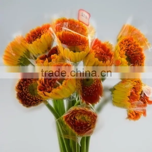 Newest Golden Sun Cute Gerbera Flower photo-6
