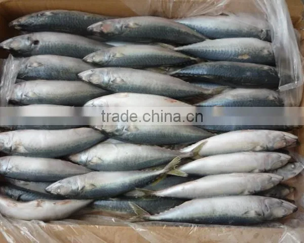 Frozen Pacific Mackerel