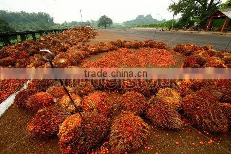 5--100TPH Palm Fruit Oil Press Production Line/ Palm Fruit Oil Press Plant