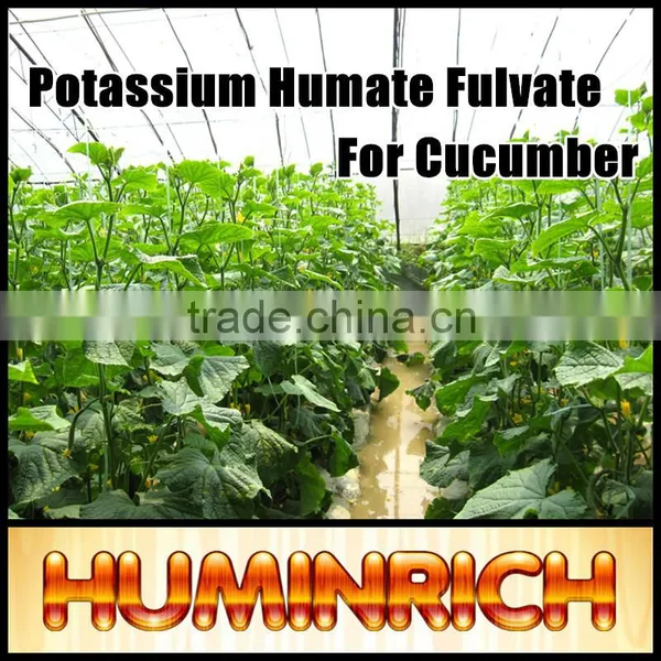 FAQ 3--How To Use Potassium Humate Fulvic Fertilizer To Solve The Problem Of Cucumber Wilt ? photo-2