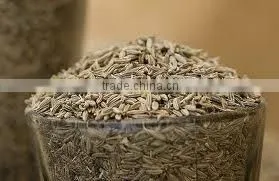 Bunium Persicum (cumin) photo-4