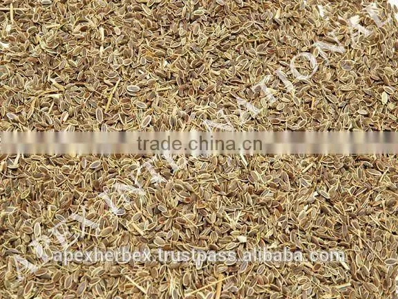 Anthem Graveolens Seeds TBC / Exporter of Anthem Graveolens / Dill Seeds / Suwa photo-3