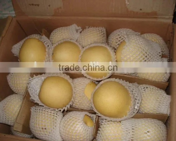 Chinese Gold Pear,round Pear photo-3
