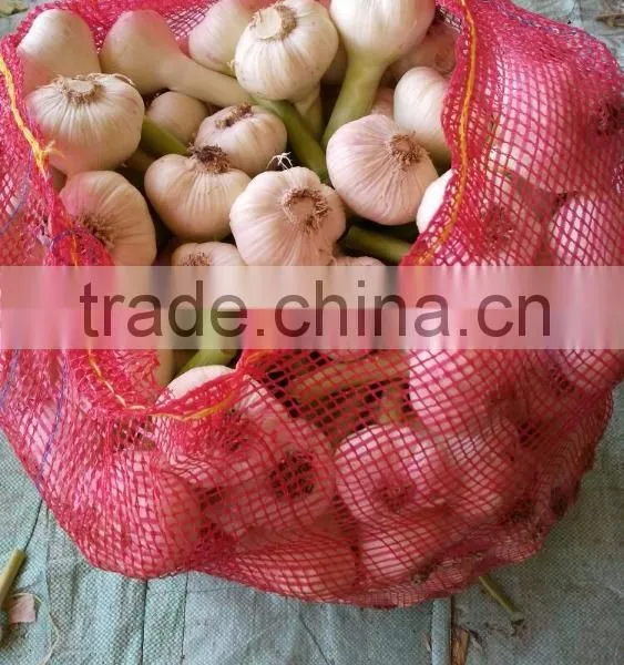 ALMOST GARLIC SIZES ARE AVAILABLE HERE photo-5