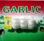 FRESH GARLIC