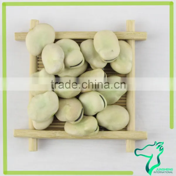 Broad Beans, Faba Beans Supplier