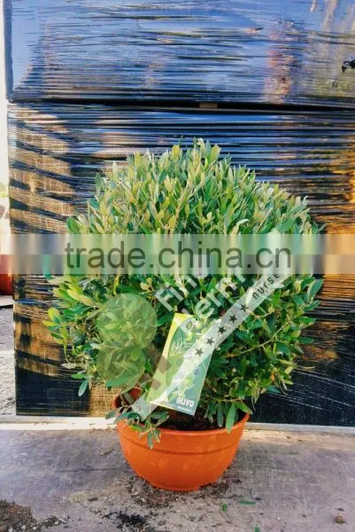 Olive Tree - Olea Europaea "Ball" in a Deco Pot photo-2