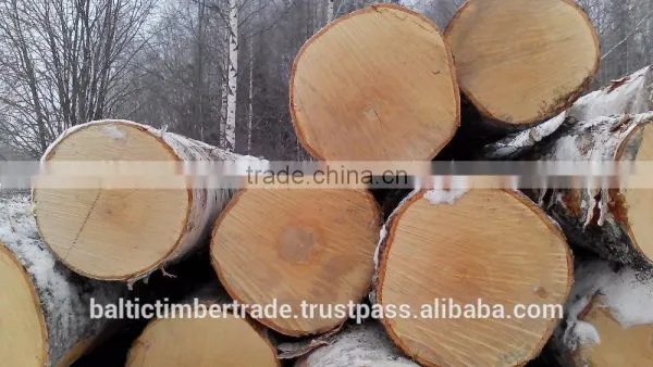 Birch Logs, Veneer and Furniture Grade, AB Quality