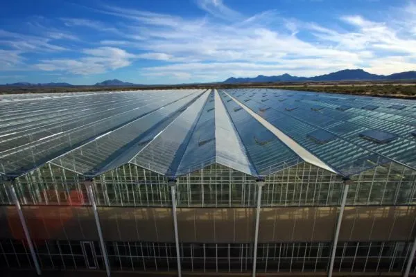Multi Span Glass Greenhouse With 5+6+5/5+9+5mm Hollow Glass photo-3