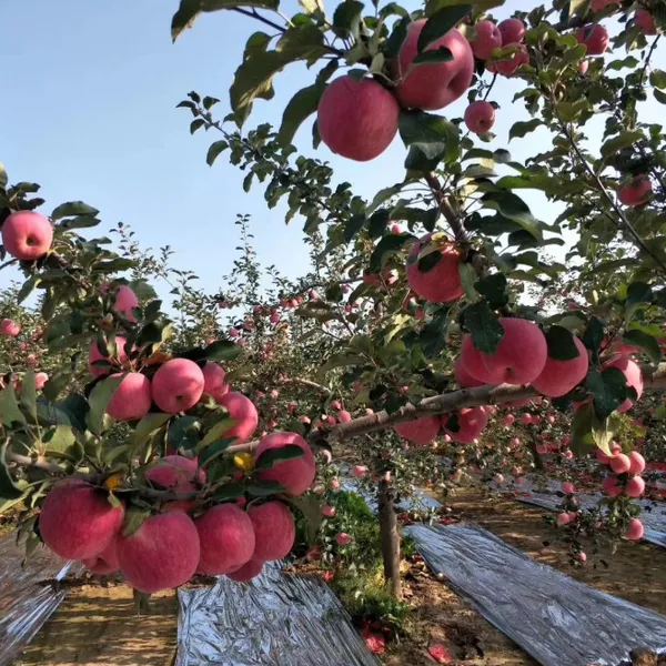 Agriculture Apple Orchard Reflective PE Film Aluminum Foil Laminated Agricultural Mulch Film 18 Micron Solar Reflective Film photo-4