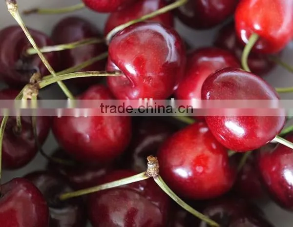 Bagged 18 Degree Sugar Content of China Fresh Cherries photo-3