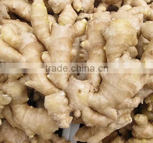 Fresh Organic Ginger Price in China photo-3