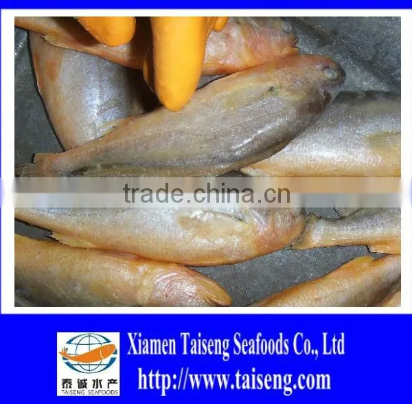Frozen Big Size Farm Raised Yellow Croaker photo-3