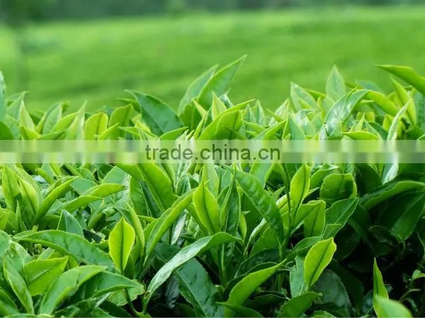 Vietnam Green Tea