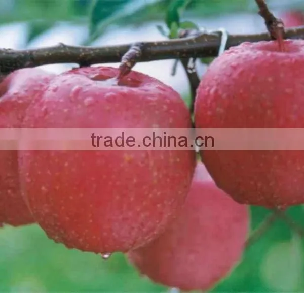 RED DELICIOUS APPLE