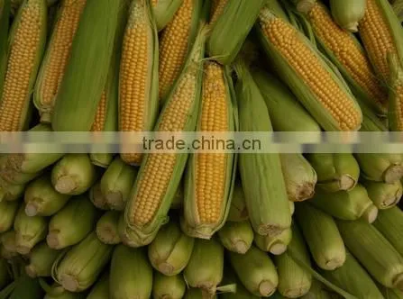 Sweetcorn Yellow Corn Ethiopia
