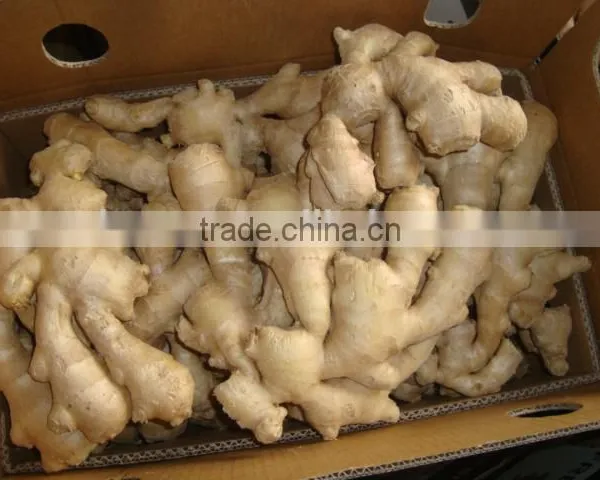 New Crop Ginger Root Ginger for Sale With Good Quality photo-3