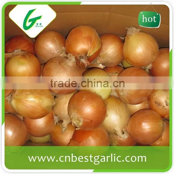 China Cheap Onion Price photo-6