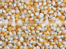 Yellow Maize