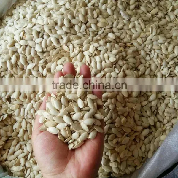 Pumkin Seeds Shine Skin Quality Manufactory for Export Grade A photo-2