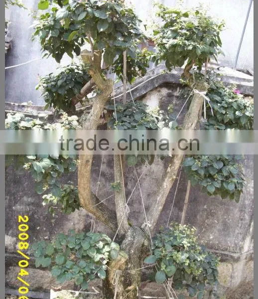 Bougainvillea Glabra Live Plants Live Bonsai photo-5