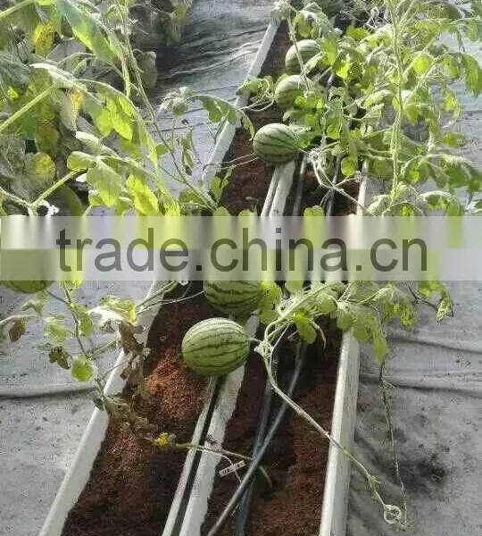 Hydroponic Gully for Large Crops photo-4