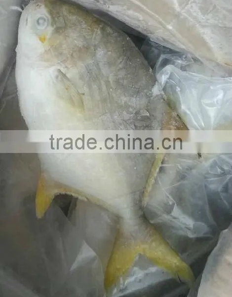 Frozen Golden Pomfret Fish photo-6