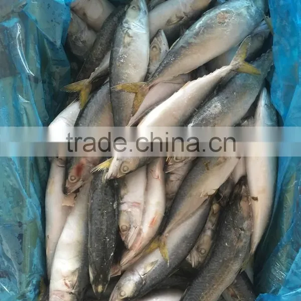 Land Frozen Fresh BQF Size 100-200g Pacific Mackerel ( Scomber Japonicus ) photo-2