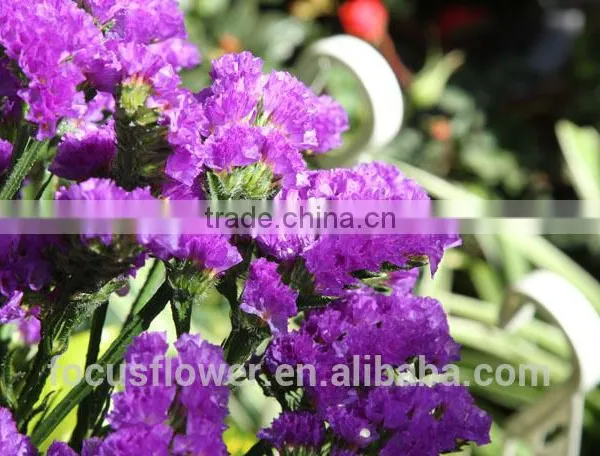 Export Fresh Myosotis Cut Flowers Statice for Holiday Party photo-3