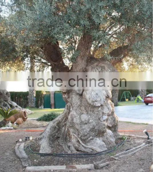 Centenary Olive Tree photo-3