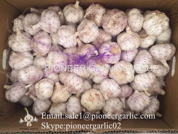 5-5.5cm Fresh Normal White Garlic In Mesh Bag Packing