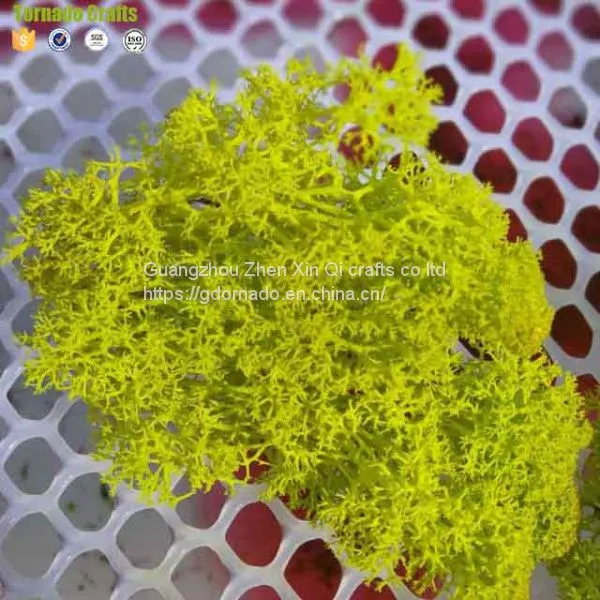 High Quality 500G Per Box Artificial Decorative Moss Preserved Moss for Moss Wall Decoration photo-4