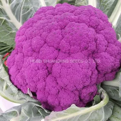 Wholesale High Quality Hybrid Seeds for Purple Cauliflower photo-4