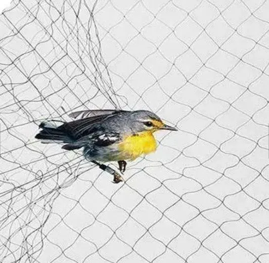 3x20m 15x15mm 110D2ply Orchard Plant Fruit Agricultural Bird Bat Capture Catching Mist Net Bird Bat Capture Netting photo-3