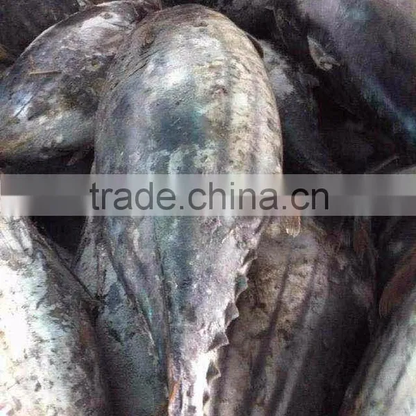 Frozen Skipjack Tuna photo-4